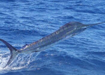 Port firing in lead-up to Interclub